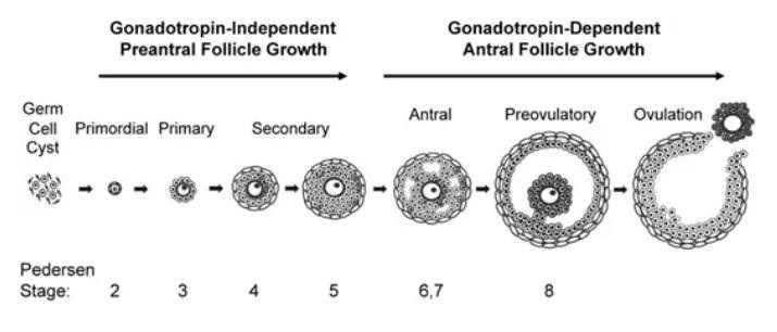 代生求子-什么是子宫内膜异位症,子宫内膜异位症怎么治疗